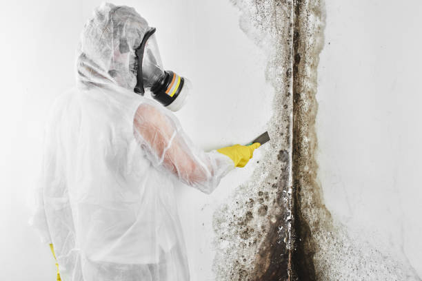 Best Emergency Mold Remediation in Allendale, NJ