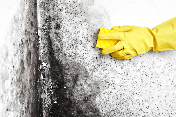 Best Commercial Mold Remediation in Allendale, NJ