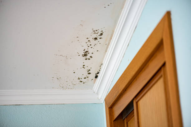 Best Attic Mold Remediation in Allendale, NJ