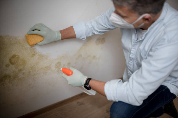 Professional Mold Remediation in Allendale, NJ