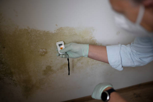 Best Localized Mold Remediation (e.g., coastal areas, humid climates) in Allendale, NJ