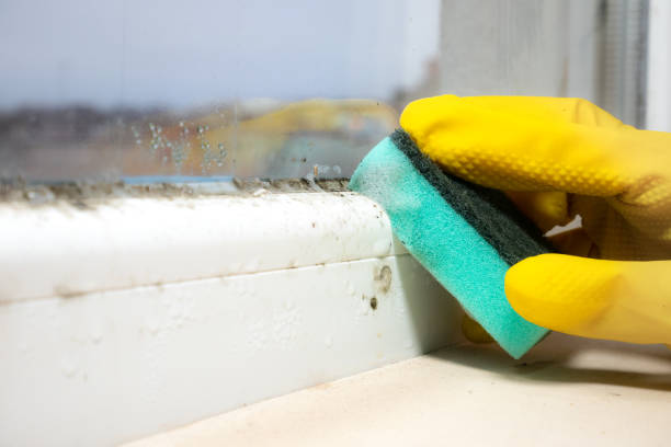 Best Mold Testing and Inspection Services in Allendale, NJ