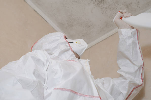 Best Black Mold Remediation in Allendale, NJ