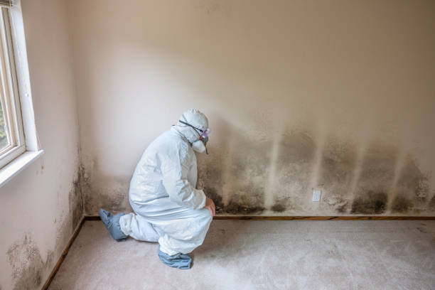 Best Post-Flood Mold Remediation in Allendale, NJ