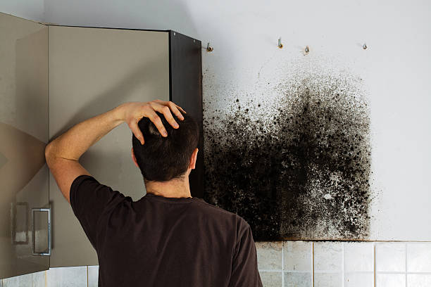 Best Residential Mold Remediation in Allendale, NJ