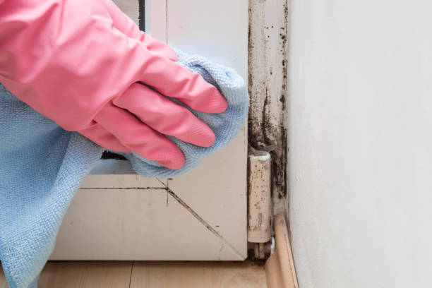 Best Insurance-Related Mold Remediation in Allendale, NJ